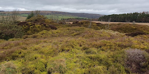 Imagen principal de Docker Moor Invertebrate Recording Day