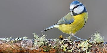 Hauptbild für Dawn Chorus