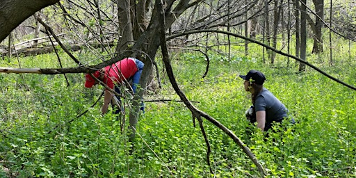 Image principale de Garlic Mustard Pull - Volunteers Needed!