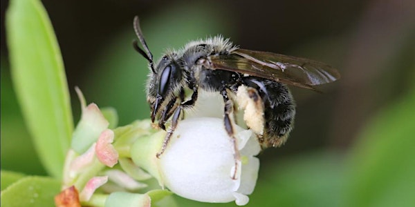 Bumble Bee Workshop: Identification, Capture, Handling 7/28