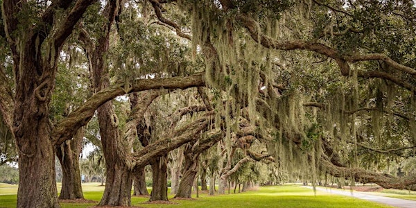 The guided, Driving Tour of The Golden Isles
