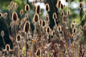 Teasel Squeezel #4 primary image