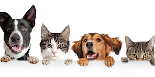 Imagen principal de All about OA! Identifying & Comprehensive Management of Canine & Feline OA