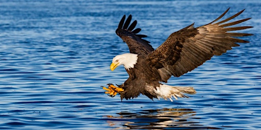 Hauptbild für Memorial Day Bald Eagle Walk