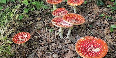 Family Fungus Foray primary image