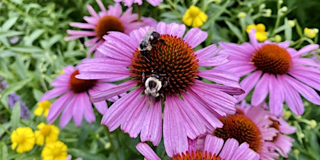 Bringing Nature Home: Native Plants & Pollinators