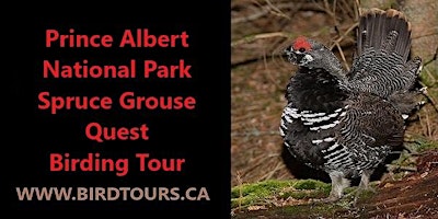 Prince Albert National Park Birdwatching Tour primary image