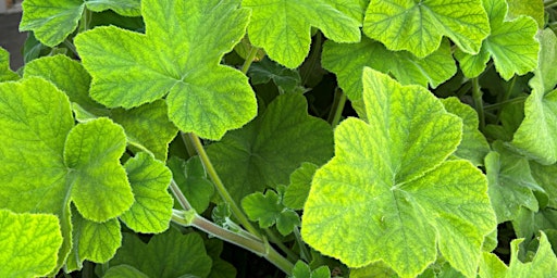 Image principale de Sensory Focused Farm Day at Earthbound Farm Stand