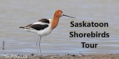 Saskatoon Shorebirds Tour primary image
