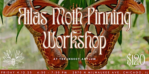 Imagem principal do evento Atlas Moth Pinning Class