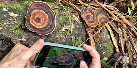 Mushroom Identification Class