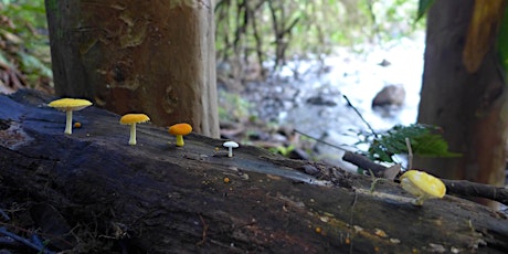 Mushroom Identification Class