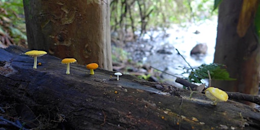 Mushroom Identification Class primary image