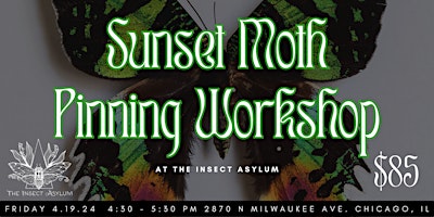 Sunset Moth Pinning Class primary image