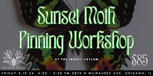 Primaire afbeelding van Sunset Moth Pinning Class