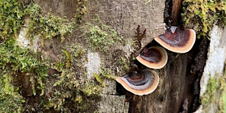 Mushroom Identification Class