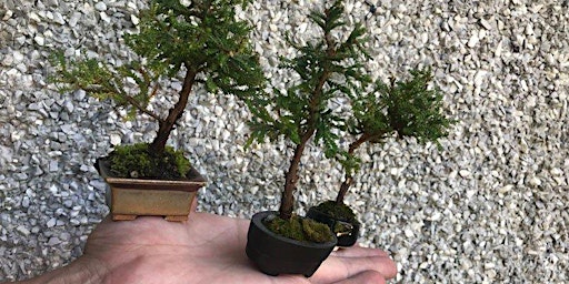 Imagem principal de Bonsai Workshop