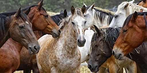 Hauptbild für Beyond the Neigh