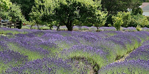 FREE Talk: For the Love of Lavender primary image