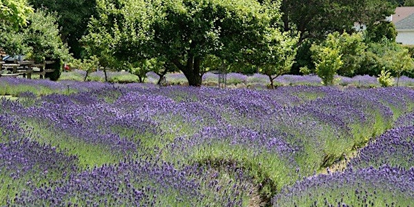 FREE Talk: For the Love of Lavender