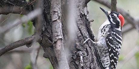 Birding Hike at Elysian Park with Feminist Bird Club LA