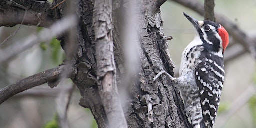 Birding Hike at Elysian Park with Feminist Bird Club LA primary image