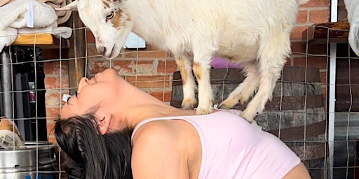 Goat Yoga Houston At Little Woodrows Midtown 2nd class 11AM Sunday May 12th primary image