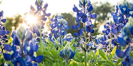 Nature Lover's Wildflower Walk