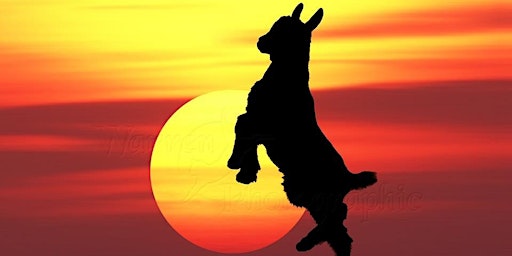Imagem principal do evento Full Moon Goat Yoga