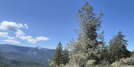 Little Grayback Trail and Acorn Woman Lookout