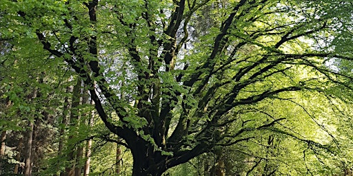 Primaire afbeelding van 'Spring into Summer'  - Guided Forest Bathing