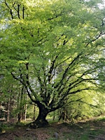 Guided Forest Bathing at Escot Park primary image