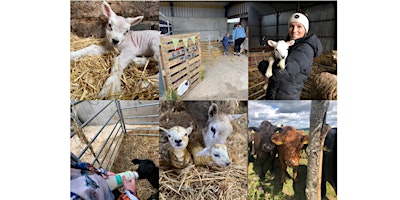 LAMBING EXPERIENCE PERTHSHIRE primary image