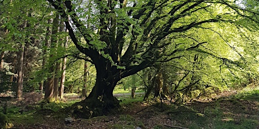 Summer Solstice Forest Bathing at Escot Park