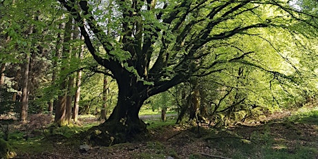 Summer Solstice Forest Bathing at Escot Park