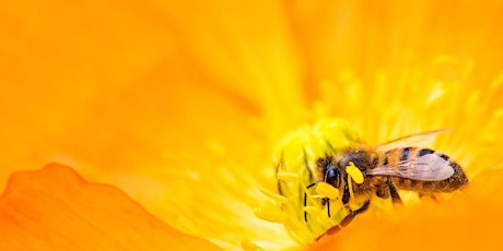 Pollinator Workshop - Planting for Healthy Bees primary image