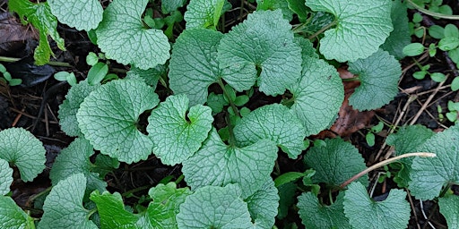 Rivelin Spring Foraging Course primary image