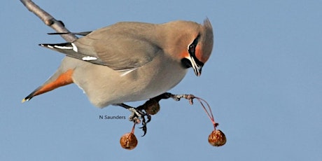 Forestry Farm Park Bird Walk primary image