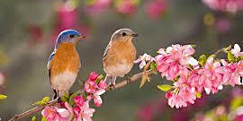 Hauptbild für Gardening for the Love of Birds – Ryan Reveal  Saturday, May 18 10 – 12