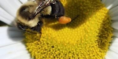 Hauptbild für Seasonal Gardening with Native Plants (for the Little Ones) LSLT 6/1 10-12