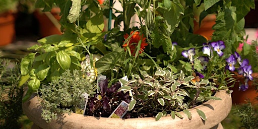 Imagen principal de A Sensory Delight Container Garden – Alison Webb Schweiger Friday, June 7