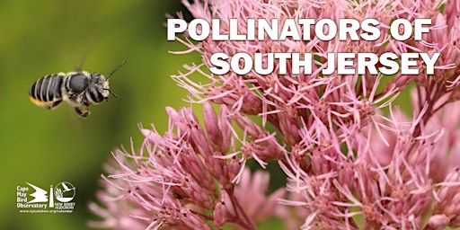 Pollinators of South Jersey primary image