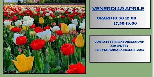 Primaire afbeelding van Reading poetico in un campo di tulipani