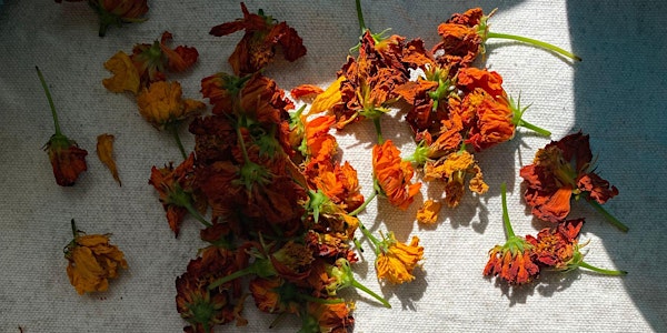 Natural Dyes with Local Floral at Kaaterskill Market