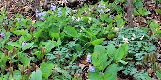 Imagem principal de Guided Walk: Late Spring's Glorious Forest Understory Plants