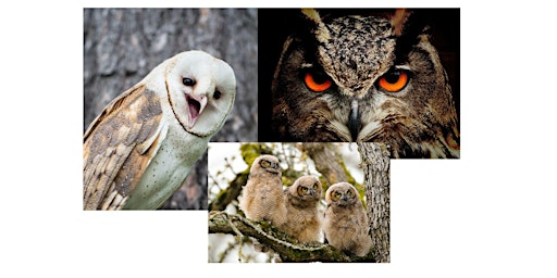 Imagen principal de Nature Program: Outstanding Owls with Metroparks!