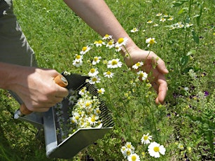 Commercial Scale Medicinal and Culinary Herb Production primary image