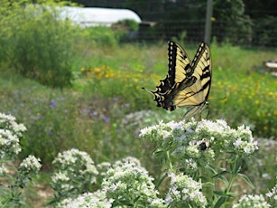 Planning Ahead to Promote and Enhance Native Pollinators primary image