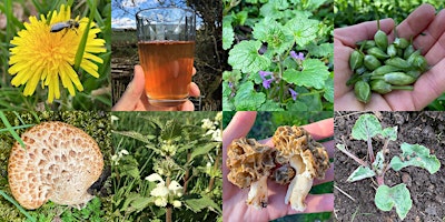 Primaire afbeelding van Chettle Foraging Walk April