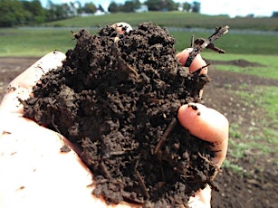 Dynamic Relationships: Understanding Soil/Plant Synergies primary image